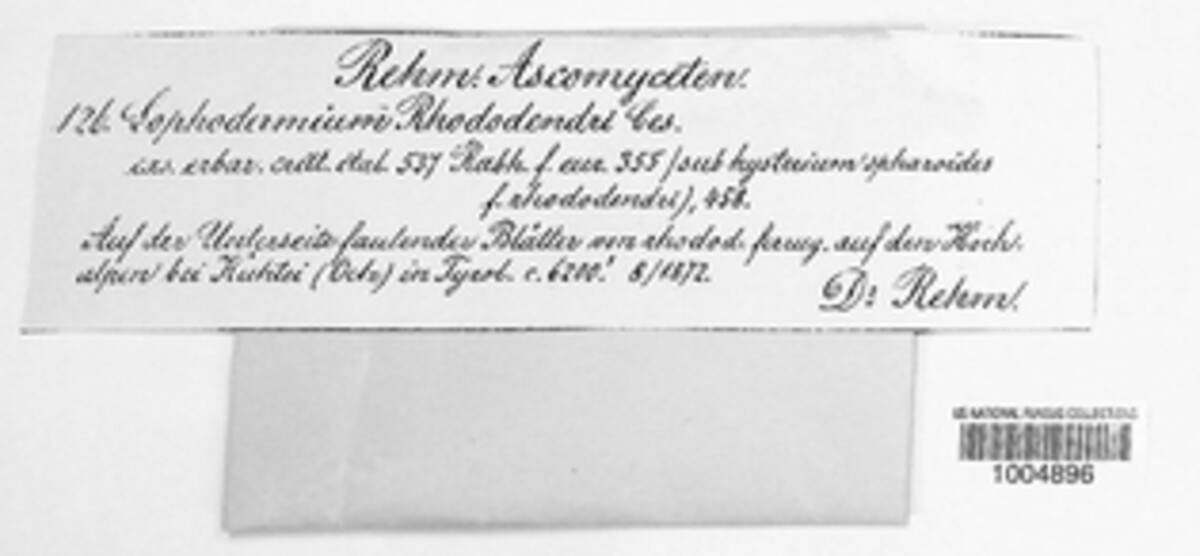 Lophomerum image
